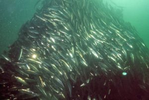 Clupea_harengus_003_k