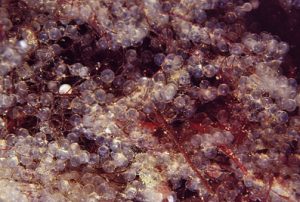 Clupea_harengus_006_XL_k