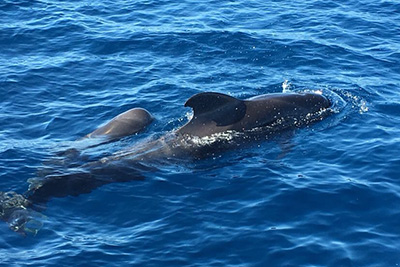 Globicephala_melas_001_k.jpg