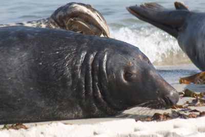 Halichoerus-grypus_m_503_XL_k.jp