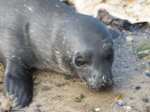Phoca_vitulina_juv_010_XL_k