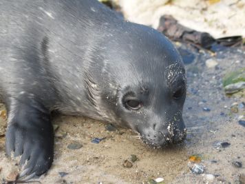 Phoca_vitulina_juv_010_XL_k