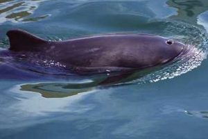 Phocoena_phocoena_904_XL_k