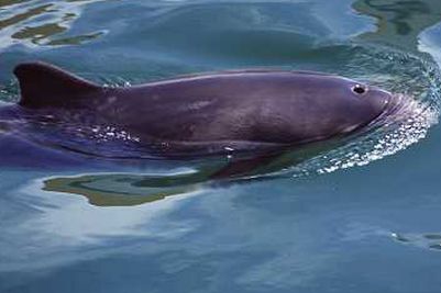  Phocoena_phocoena_904_XL_k.jpg