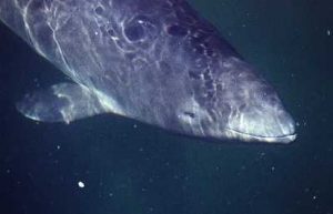 Phocoena_phocoena_906_XL_k