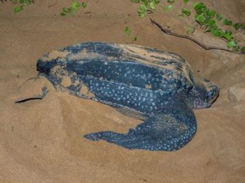 PitikeLederNest_032_XL_k