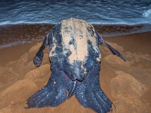 PitikeLederNest_044_XL_k