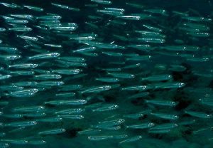 Sprattus_sprattus(SG)_0