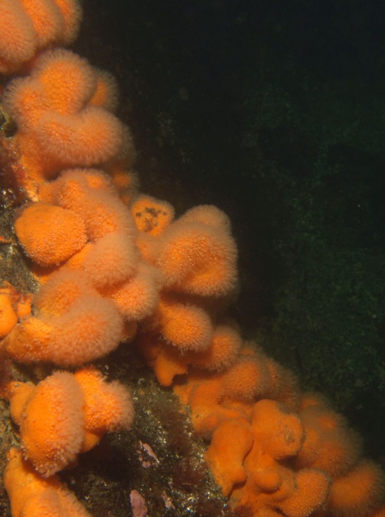 Tote Mannshand - Alcyonium digitatum