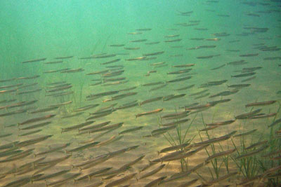 Ammodytes_tobianus(FR)_001_XL_k