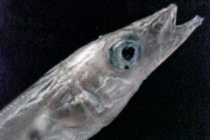 Ammodytes_tobianus_033_XL_k