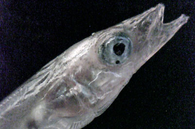 Ammodytes_tobianus_033_XL_k