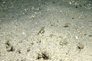 Ammodytes_tobianus_054_XL_k