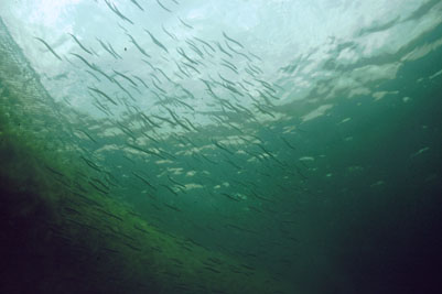 Ammodytes_tobianus_902_XL_k