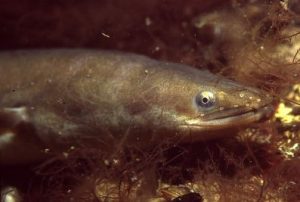 Anguilla_anguilla_908_k