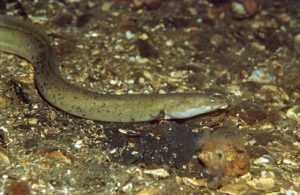 Anguilla_anguilla_912_XL_k