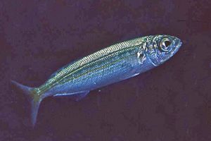 Atherina_presbyter_904_XL_k