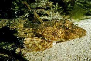 Callionymus_maculatus(SG)_m_001_XL_kplus