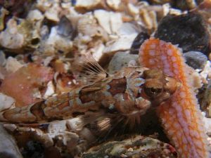 Callionymus_maculatus_m(SG)_001_XL_k