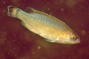 Centrolabrus_exoletus_902_XL_k