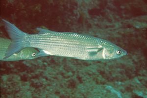 Chelon_labrosus_901_XL_k