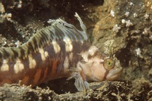 Chirolophis_ascanii_901_XL_k