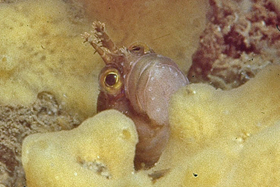 Chirolophis_ascanii_904_XL_k