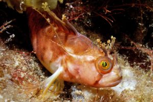 Chirolophus_ascanii(SG)_001_XL_k