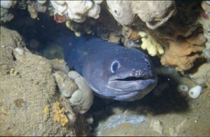 Conger_conger_909_XL_k
