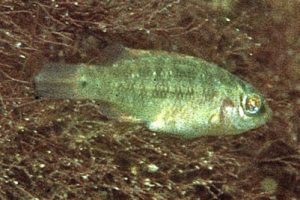 Crenilabrus_melops_juv_901_XL_k