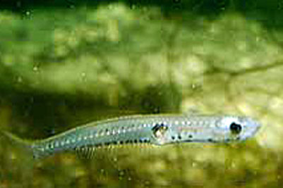 Crystallogobius_linealis(SG)_001_XL_kplus