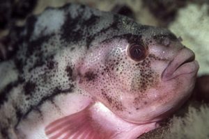 Cyclopterus_lumpus_903_XL_k