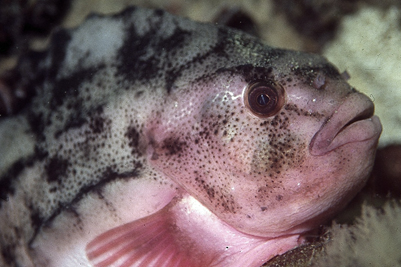 Cyclopterus_lumpus_903_XL_k