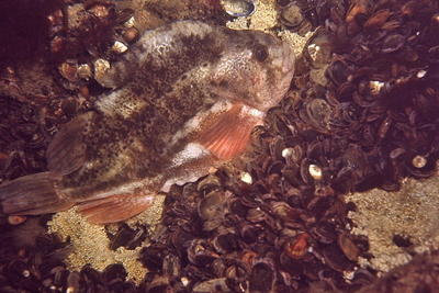 Cyclopterus_lumpus_909_XL_k