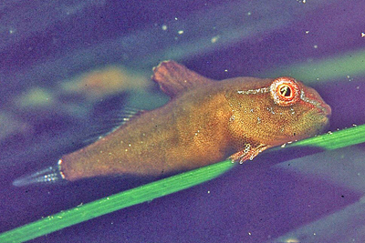 Cyclopterus_lumpus_juv_902_XL_k