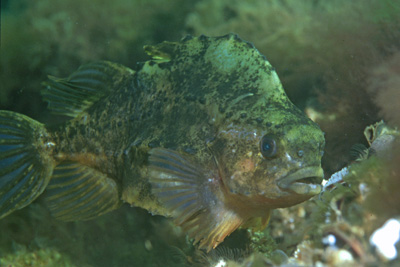 Cyclopterus_lumpus_w_901_XL_k.jpg