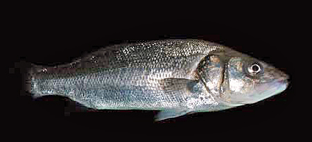 Dicentrarchus_labrax(SG)_001_XL