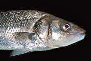 Dicentrarchus_labrax(SG)_002_XL