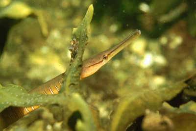 Entelurus_aequoreus_902_XL_k