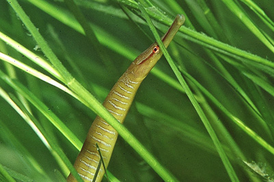 Entelurus_aequoreus_904_XL_k