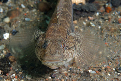 Gobius_niger_081_XL_k.jpg