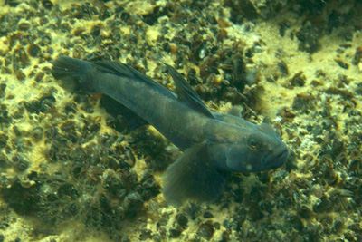 Gobius_niger_m_017_XL_k.jpg