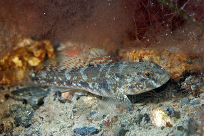 Gobius_niger_w_016_XL_k.jpg