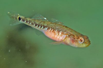 Gobiusculus_flavescens_061_XL_k.jpg