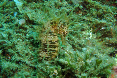Hippocampus_guttulatus_009_XL_k.jpg