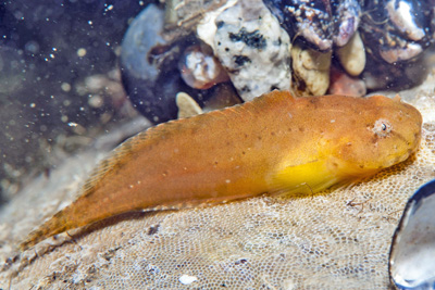 Liparis_liparis(HH)_004_XL_k