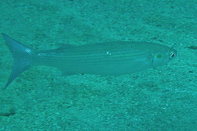 Liza_aurata_001_XL_k