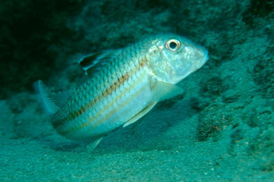 Mullus_surmuletus_901_XL_k