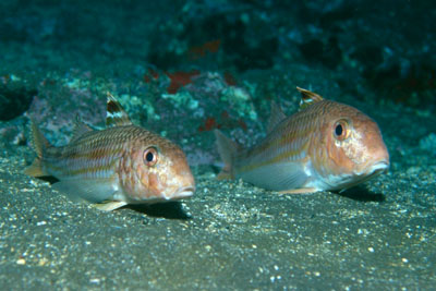 Mullus_surmuletus_902_XL_k