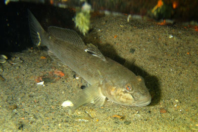 Neogobius_melanostomusJH_XL_k.jpg